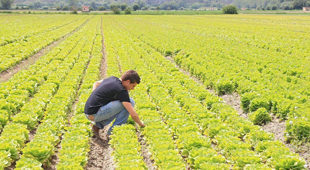 imprese agricole fondo perduto