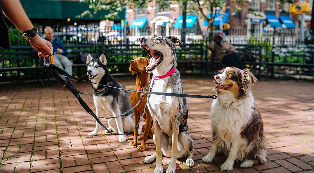 apertura partita iva dog sitter